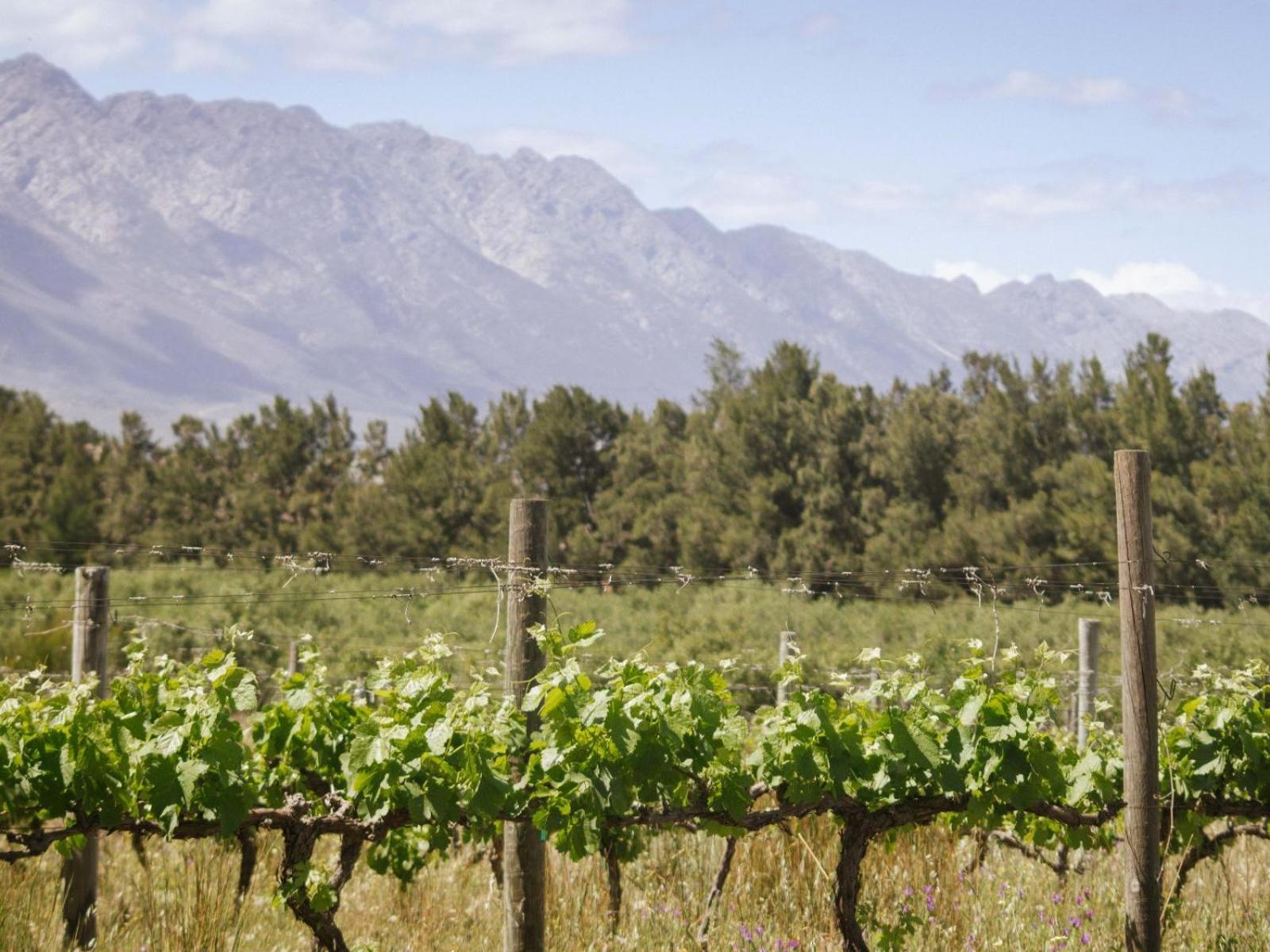 מלון טולבאך Duikersdrift Winelands Country Escape מראה חיצוני תמונה
