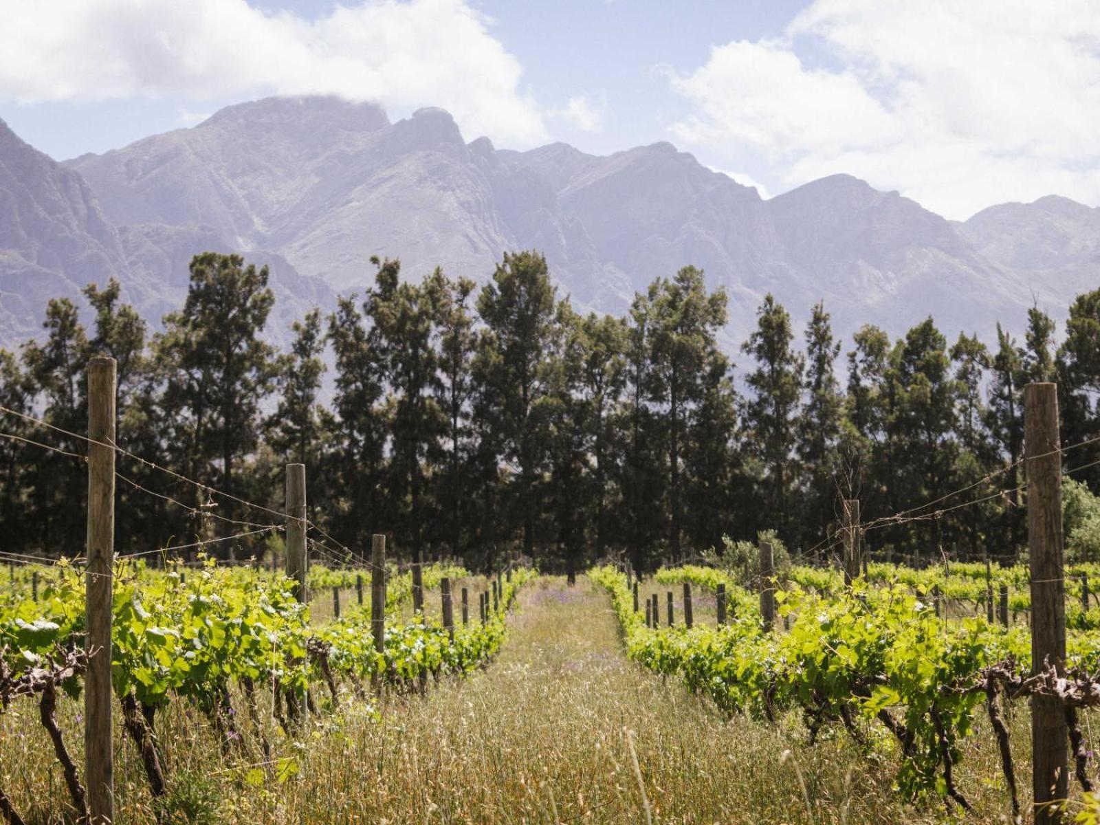 מלון טולבאך Duikersdrift Winelands Country Escape מראה חיצוני תמונה